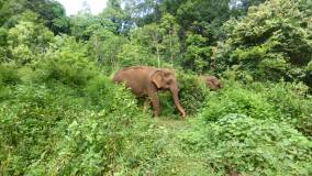 Cambodge - Elephant Valley Project